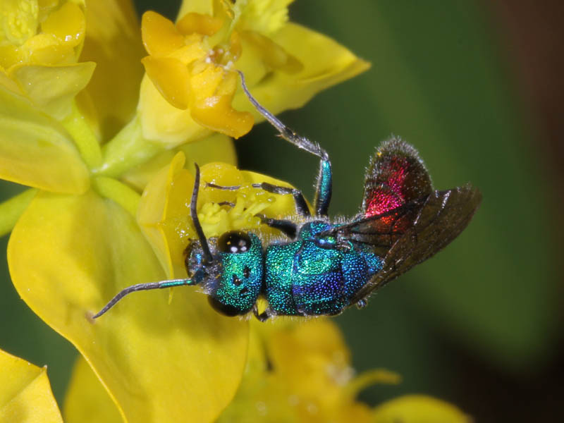 Chrysidae da ID